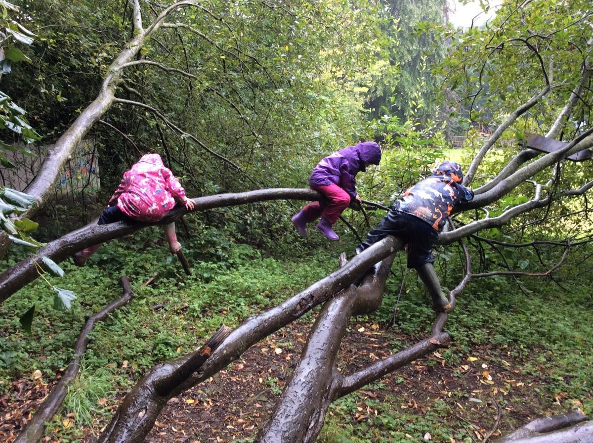 We always love climbing the trees.