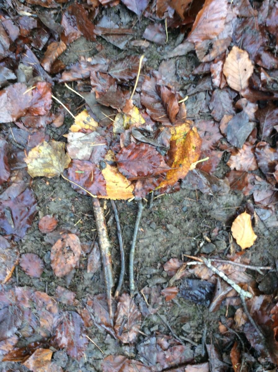 We made beautiful pictures of trees with sticks and leaves.