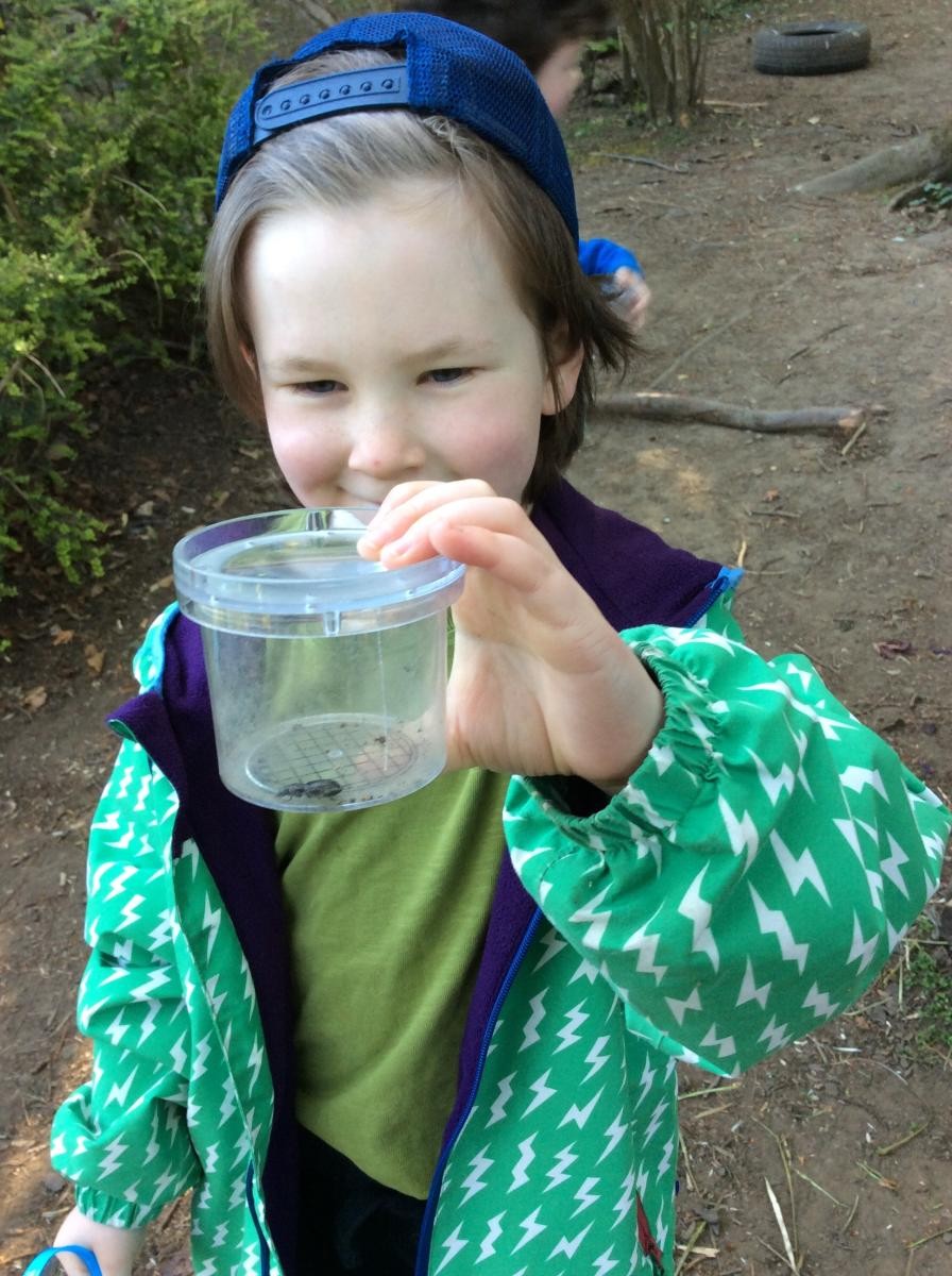 Class 1 went bug hunting this week. We found a big beetle.