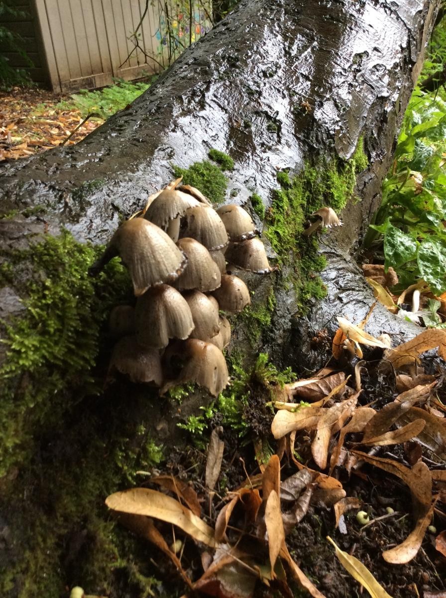 We spotted unusual things growing in the woods.