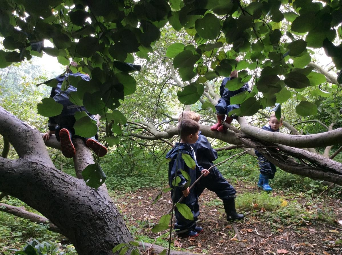 We liked climbing the goat willow trees.