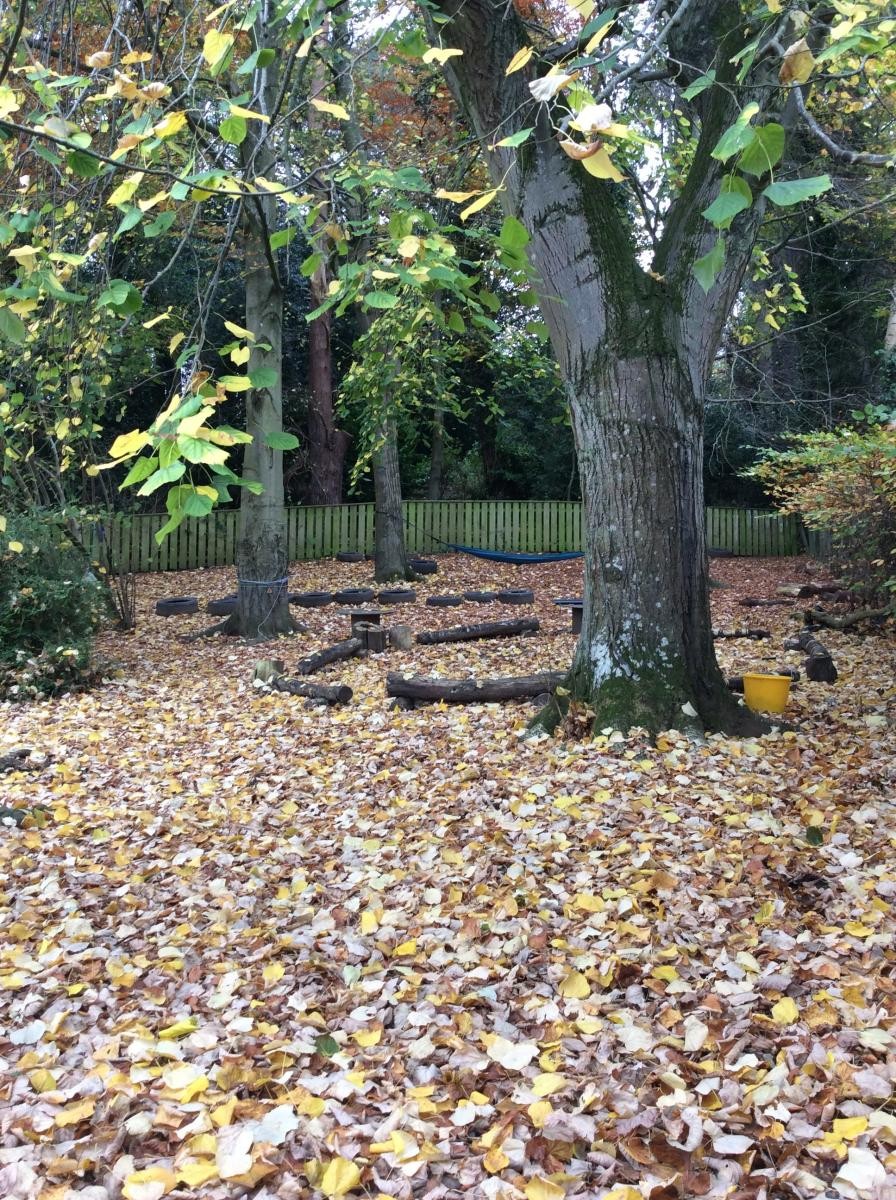November 6th. The forest had a glorious carpet of golden yellow and brown leaves this afternoon.