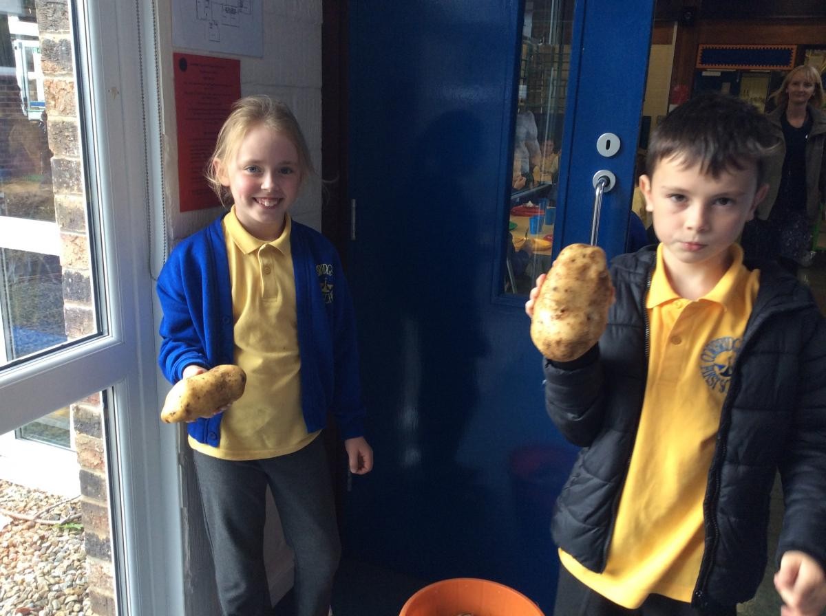 Charlotte and Huge helped dig up our huge potatoes today in there lunchtime. 
Thank you.