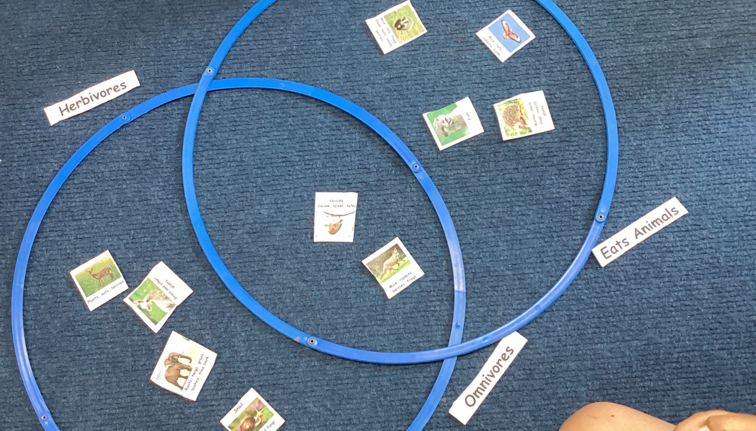 Carnivores, Omnivores or Herbivores?