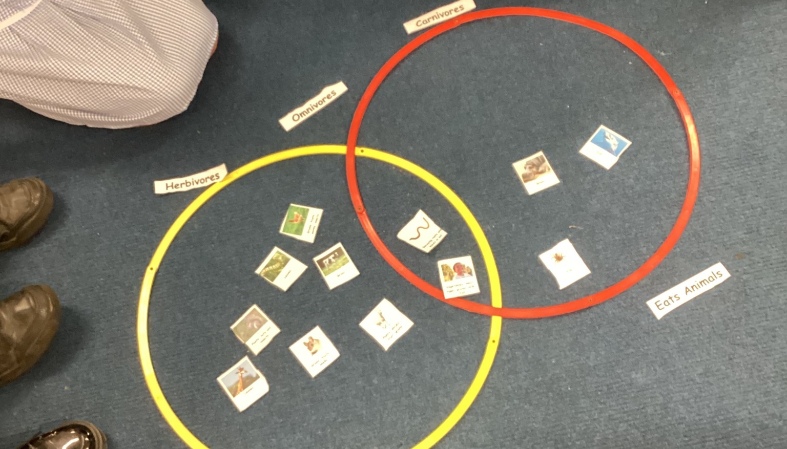 Carnivores, Omnivores or Herbivores?