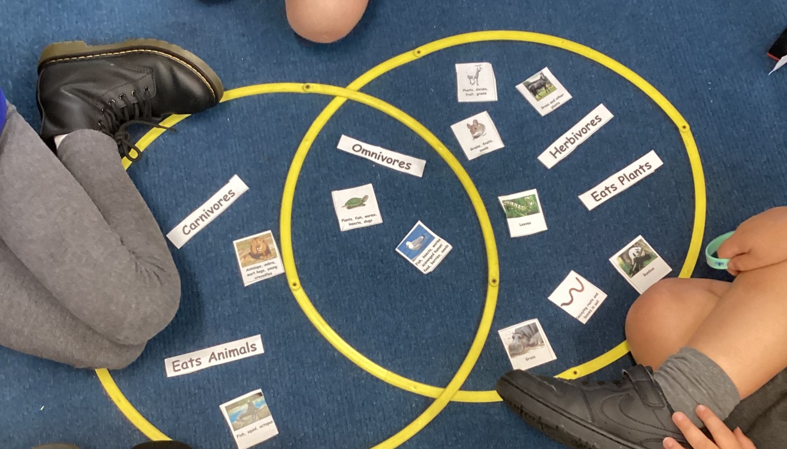 Carnivores, Omnivores or Herbivores?