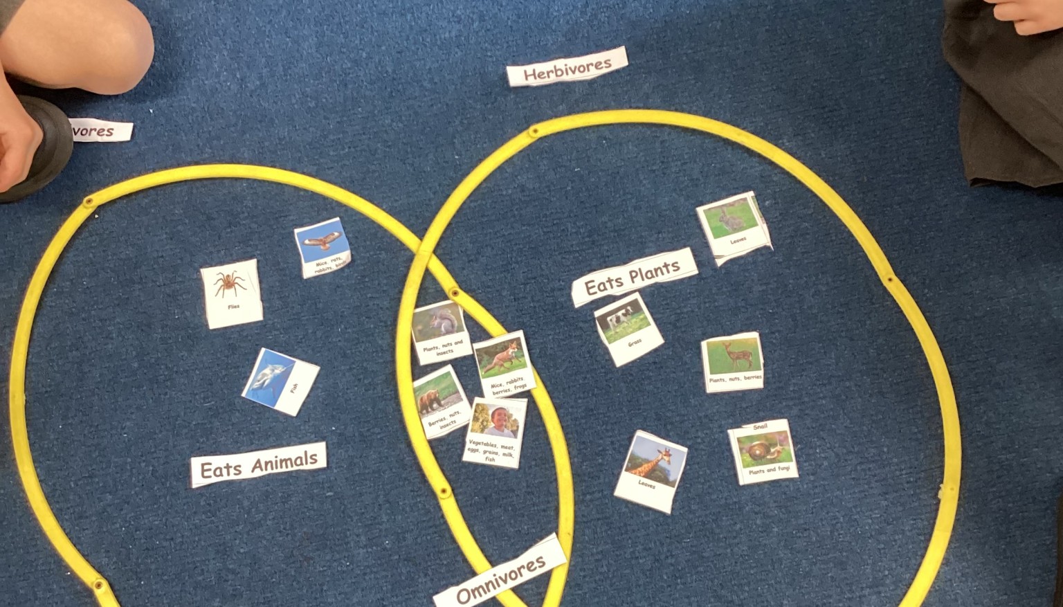 Carnivores, Omnivores or Herbivores?