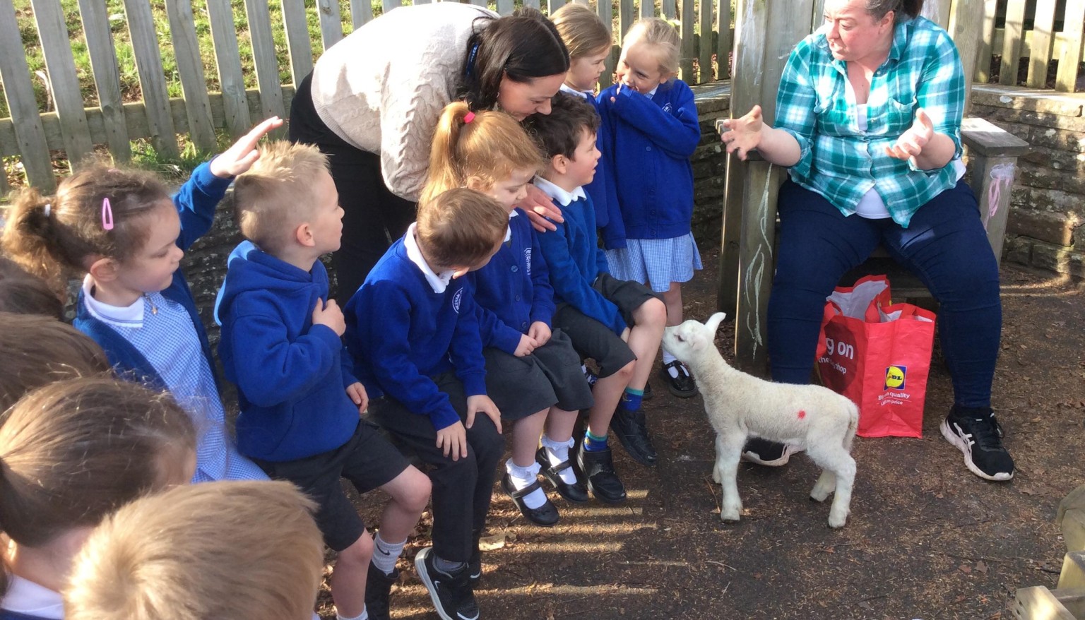 The day the lambs came to visit us in Early Years