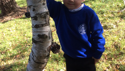 FOREST SCHOOL