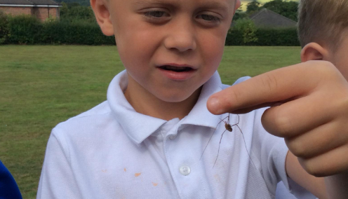 Investigating Spiders!