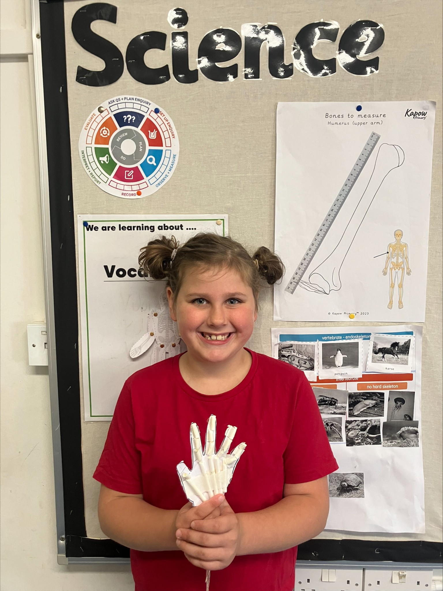 Model of bones & tendons 