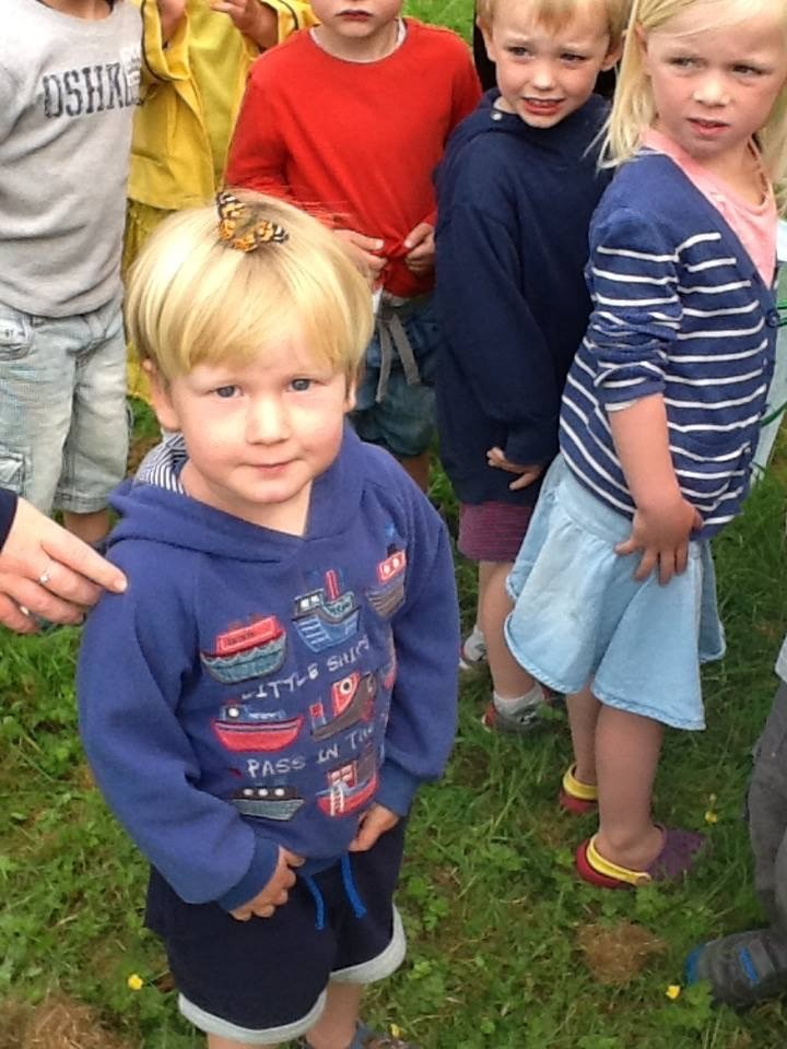 Spot the butterfly!
