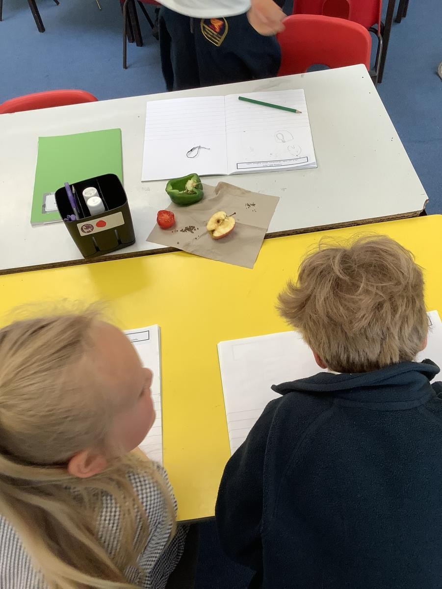 Pupils investigating seeds