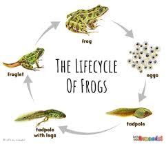 Lifecycle of frogs 