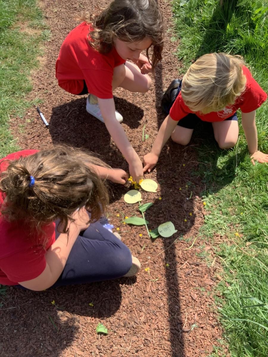 Pupils investigating plants