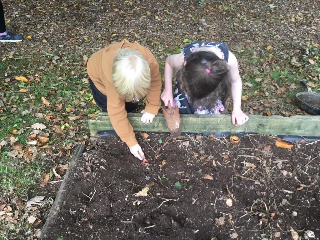 In their Outdoor Explorers learning, Class One have been exploring the woodland environment and they have been planting daffodil bulbs.