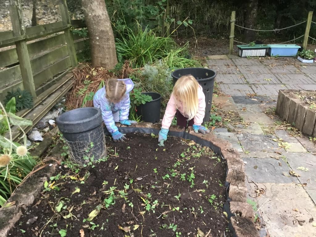 As part of our 'Food for Thought' project, Class One have been planting strawberry plants.