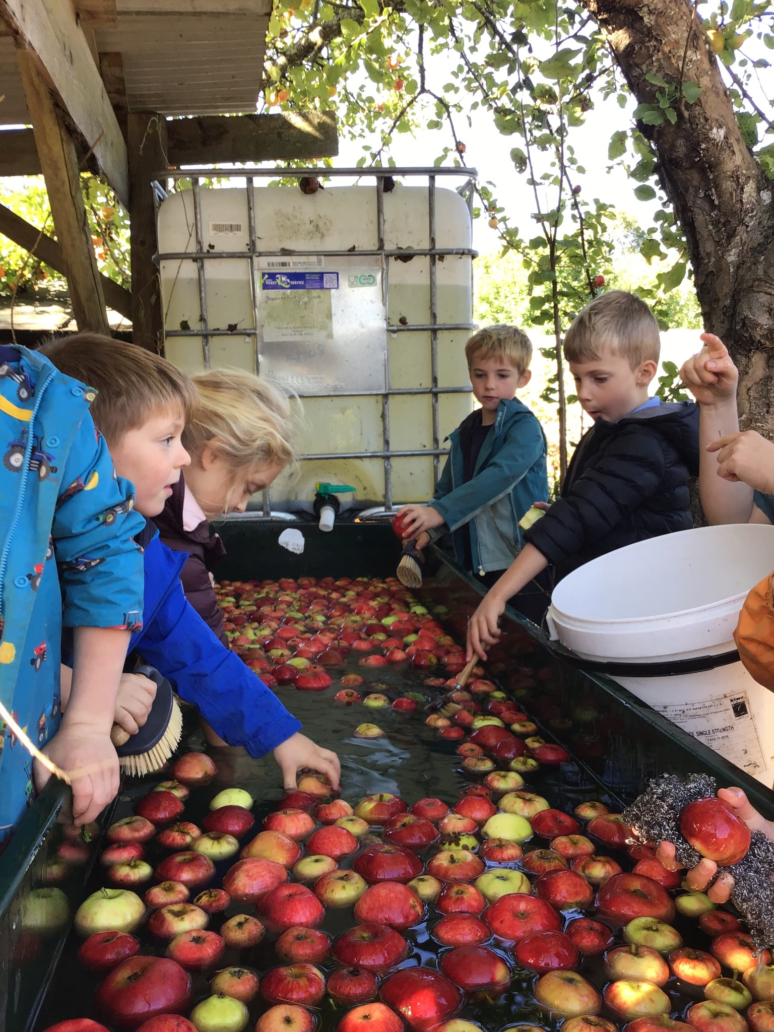 apple picking 2025