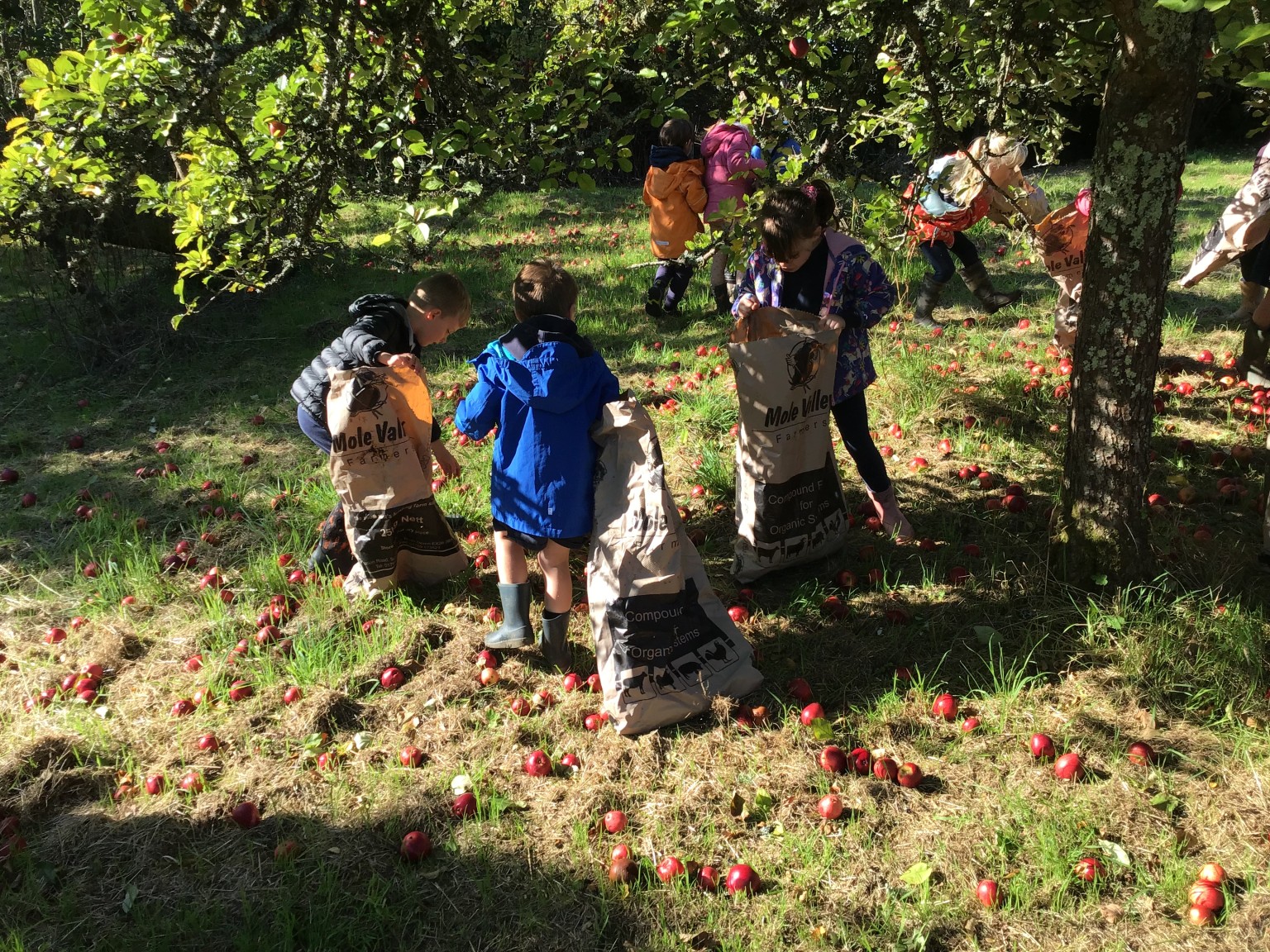 apple picking 2025