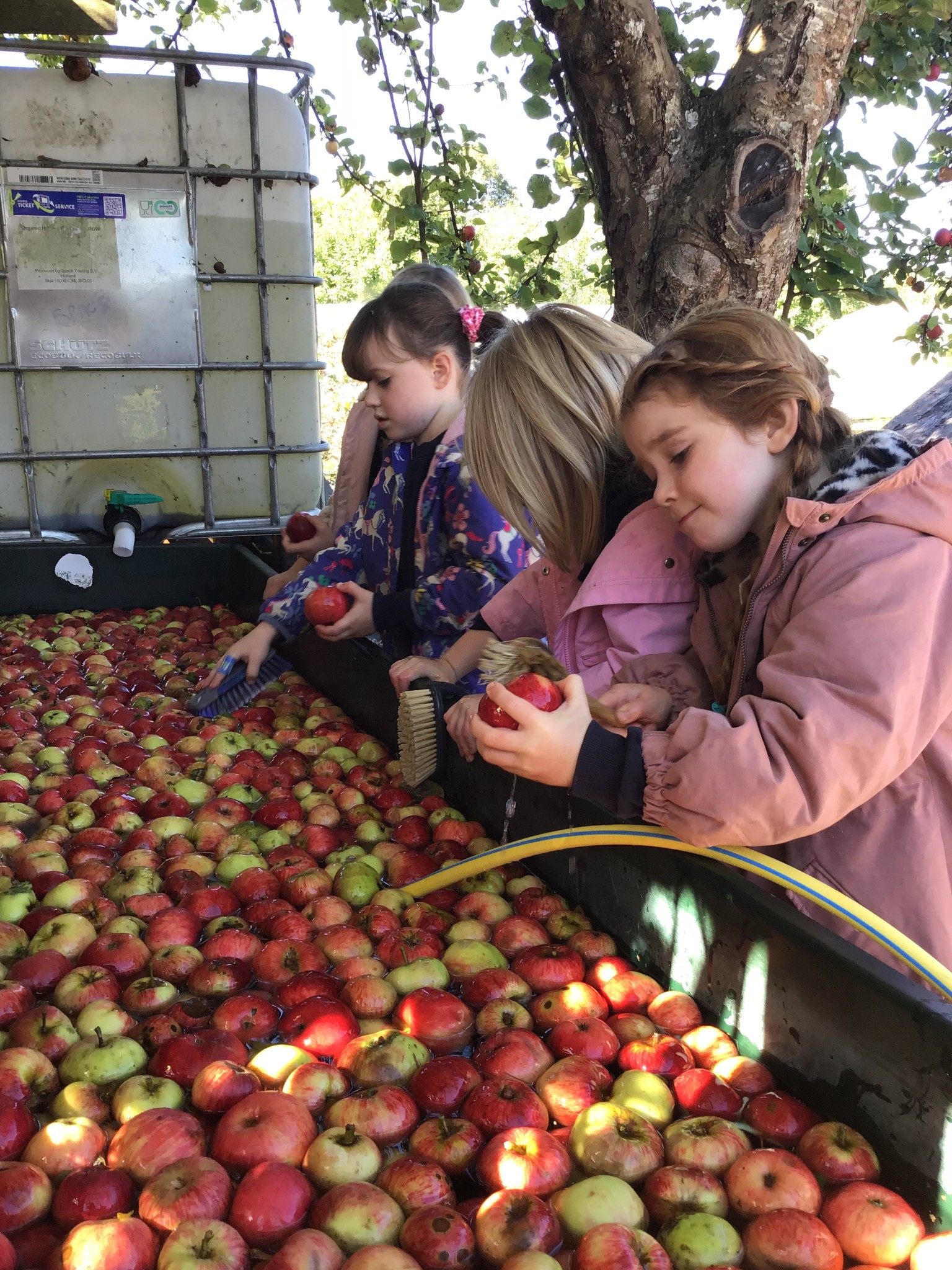 apple picking 2025