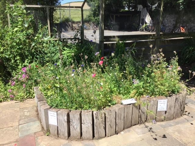 Wildflowers - a food source for pollinators and other insects.
