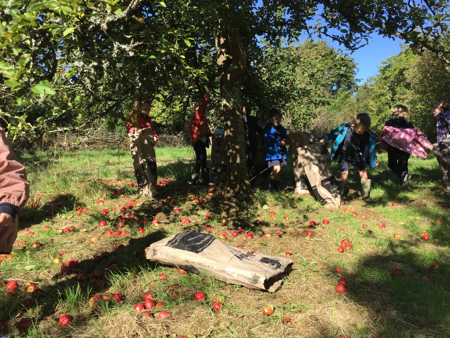 apple picking 2025