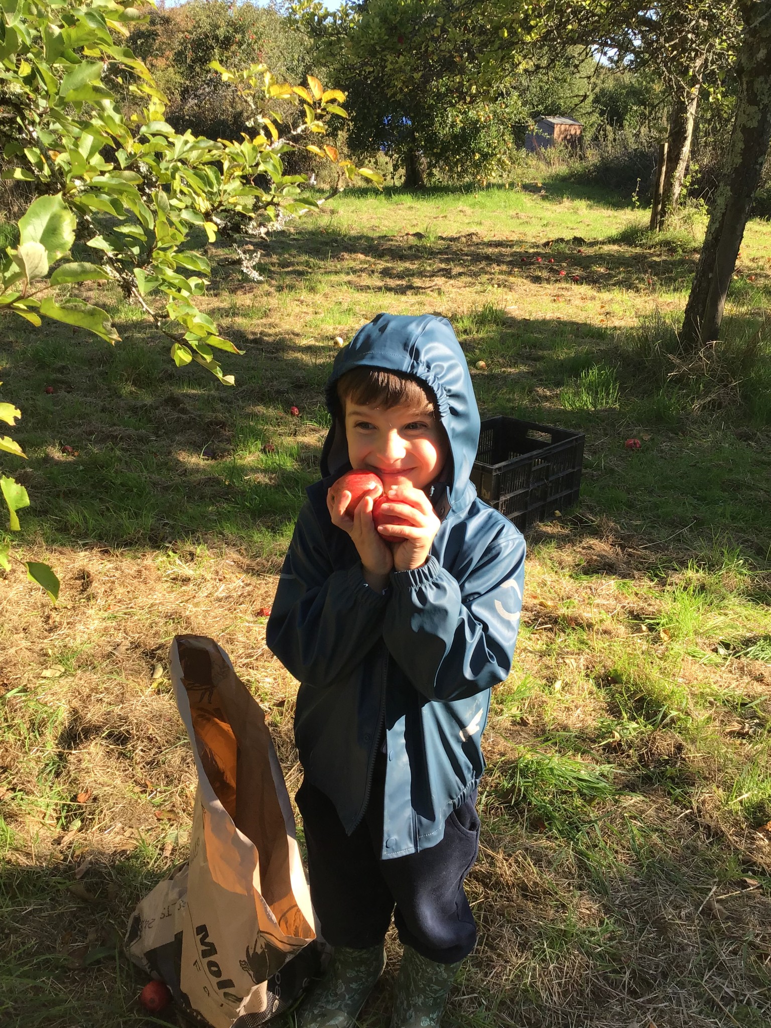 apple picking 2025