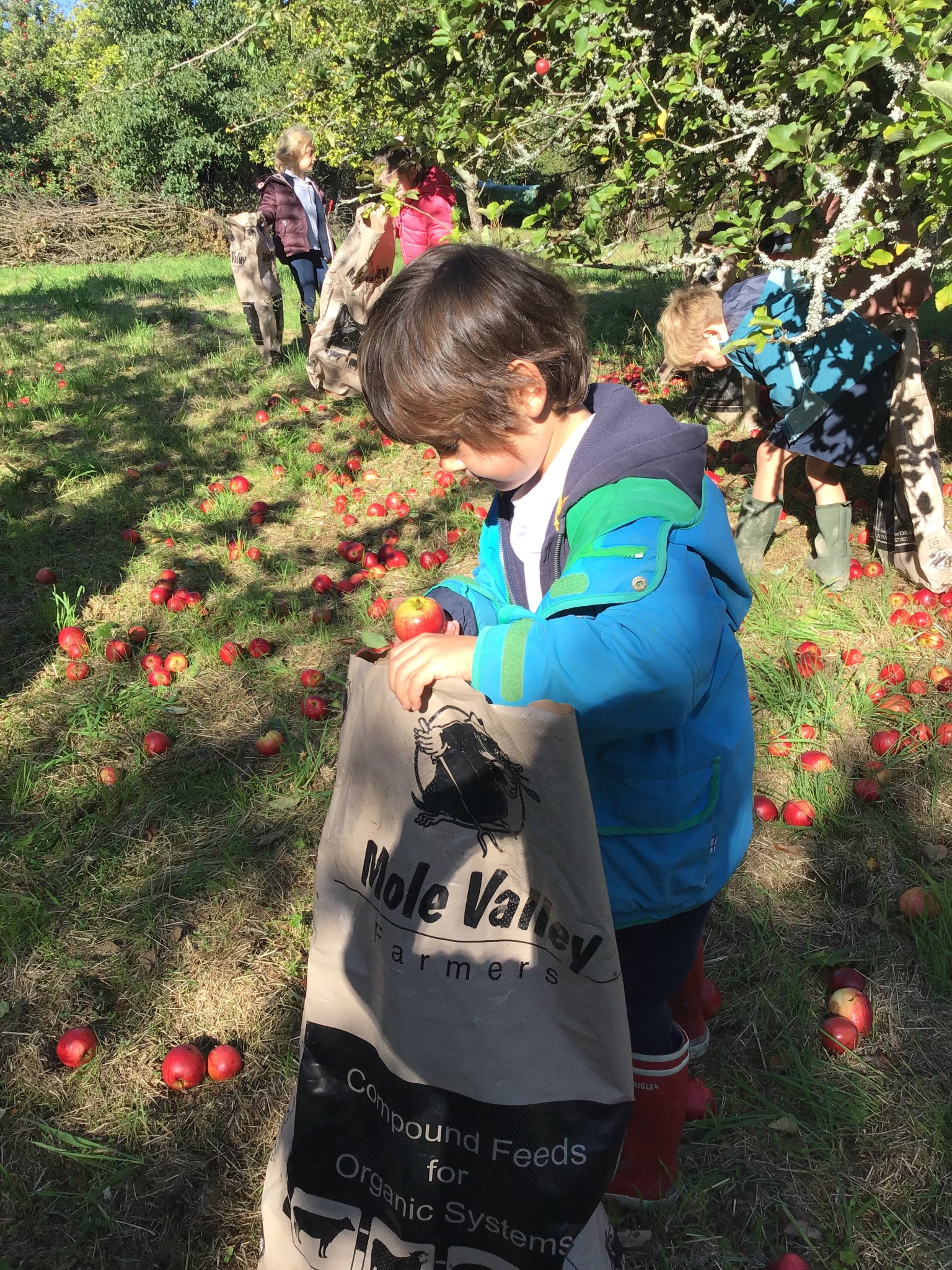 apple picking 2025