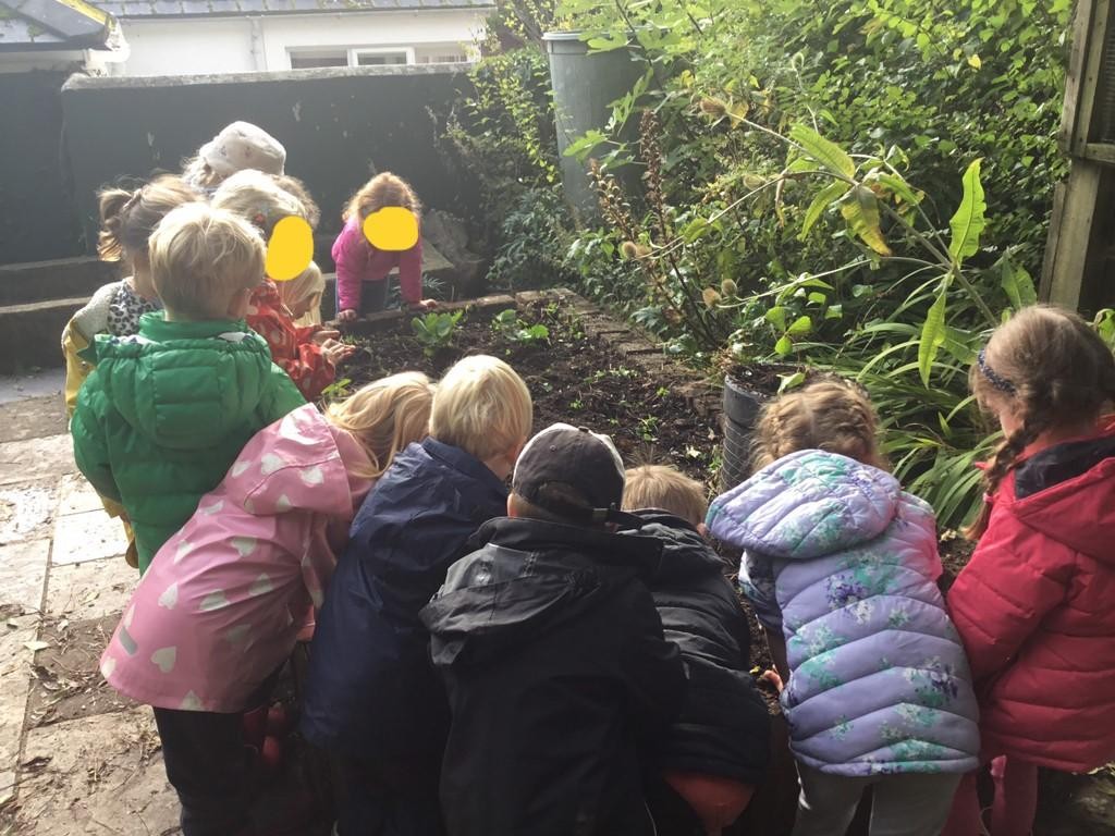 As part of our 'Food for Thought' project, Class One have been planting strawberry plants.