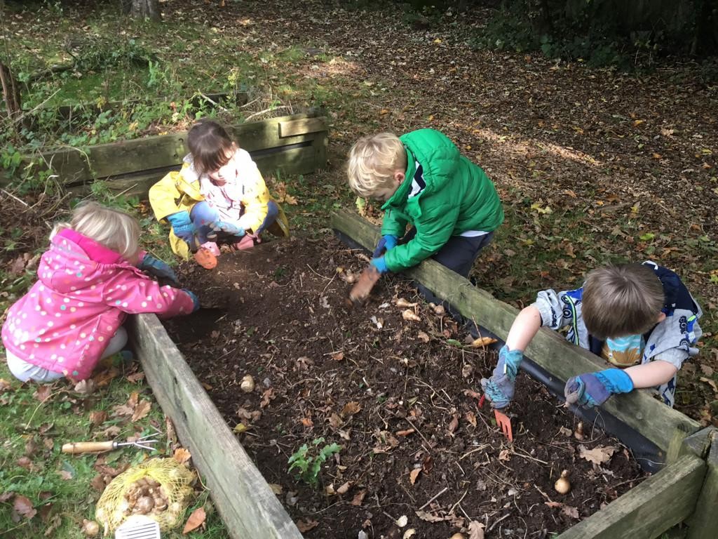 In their Outdoor Explorers learning, Class One have been exploring the woodland environment and they have been planting daffodil bulbs.