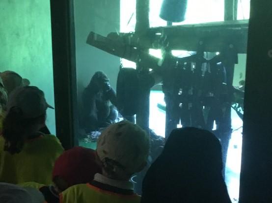 Class One had the most wonderful day at Paignton Zoo furthering their 'Understanding of the World' learning!