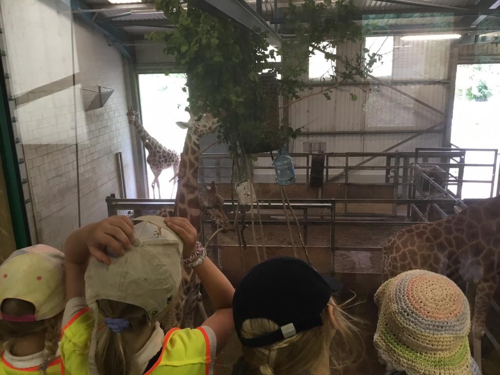 Class One had the most wonderful day at Paignton Zoo furthering their 'Understanding of the World' learning!