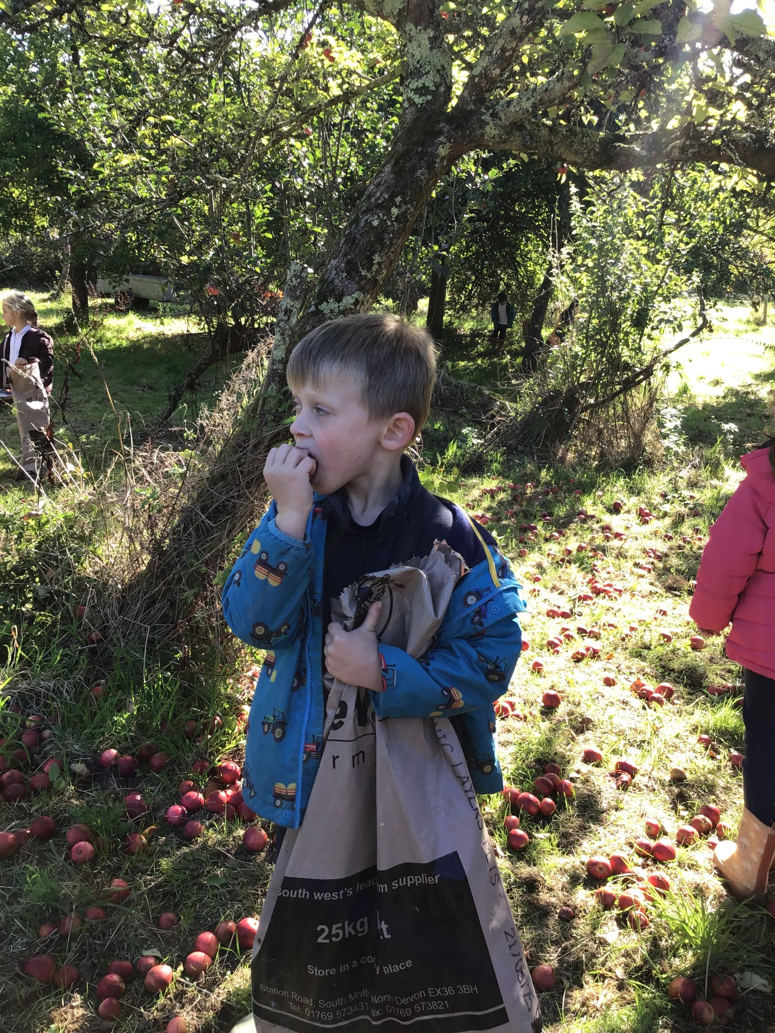 apple picking 2025