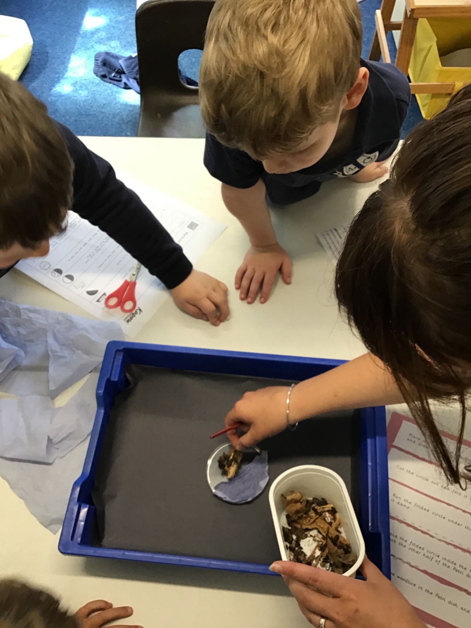 Woodlice 