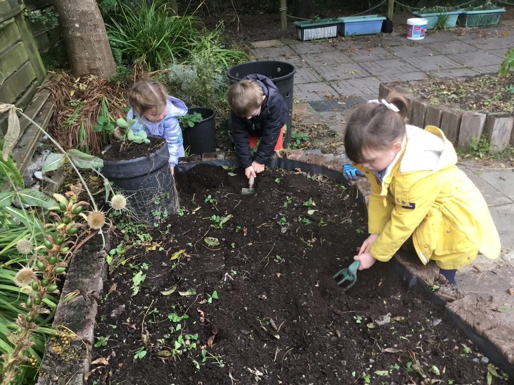 As part of our 'Food for Thought' project, Class One have been planting strawberry plants.