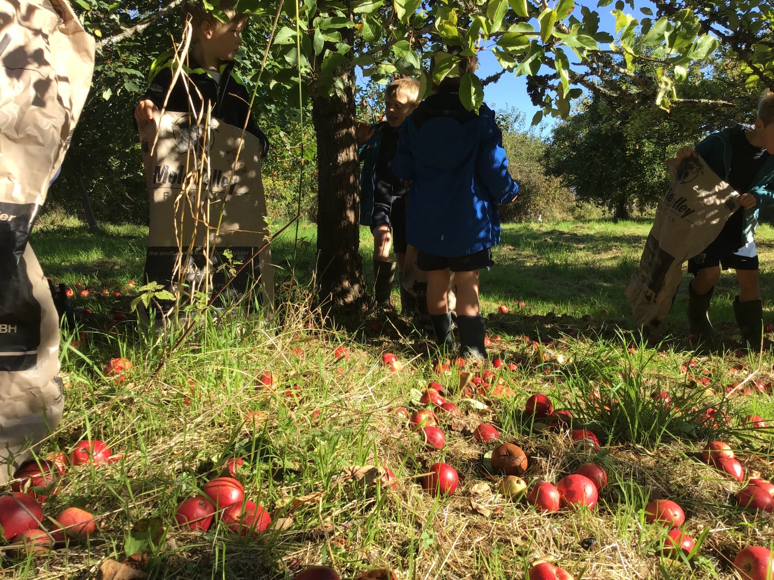 apple picking 2025