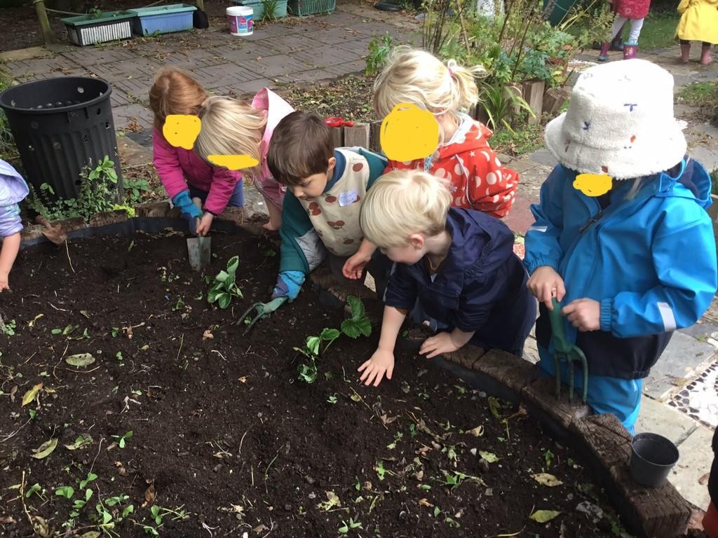 As part of our 'Food for Thought' project, Class One have been planting strawberry plants.