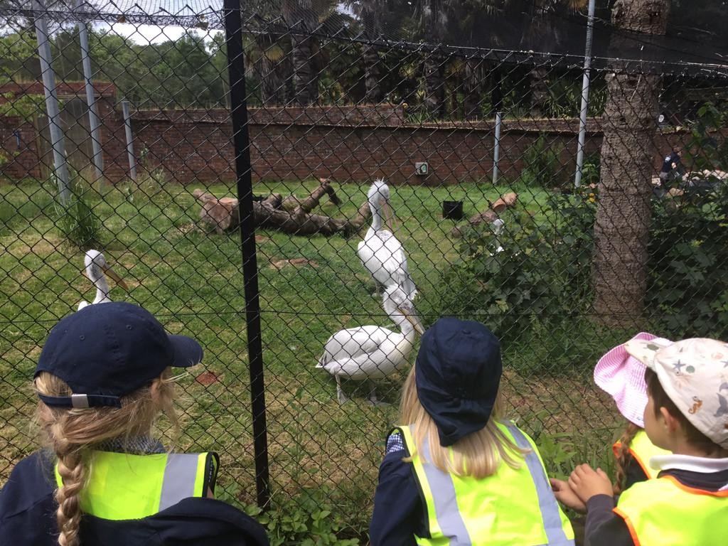 Class One had the most wonderful day at Paignton Zoo furthering their 'Understanding of the World' learning!
