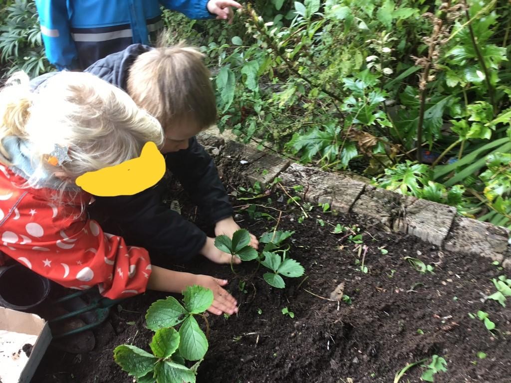 As part of our 'Food for Thought' project, Class One have been planting strawberry plants.