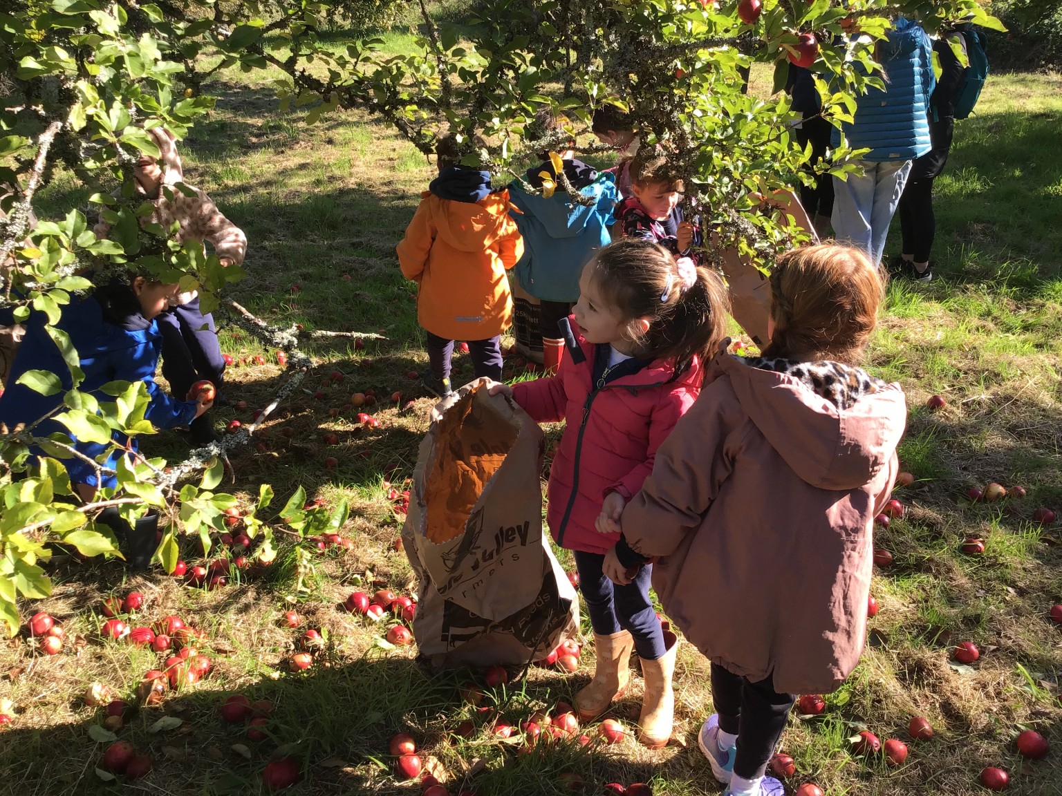 apple picking 2025