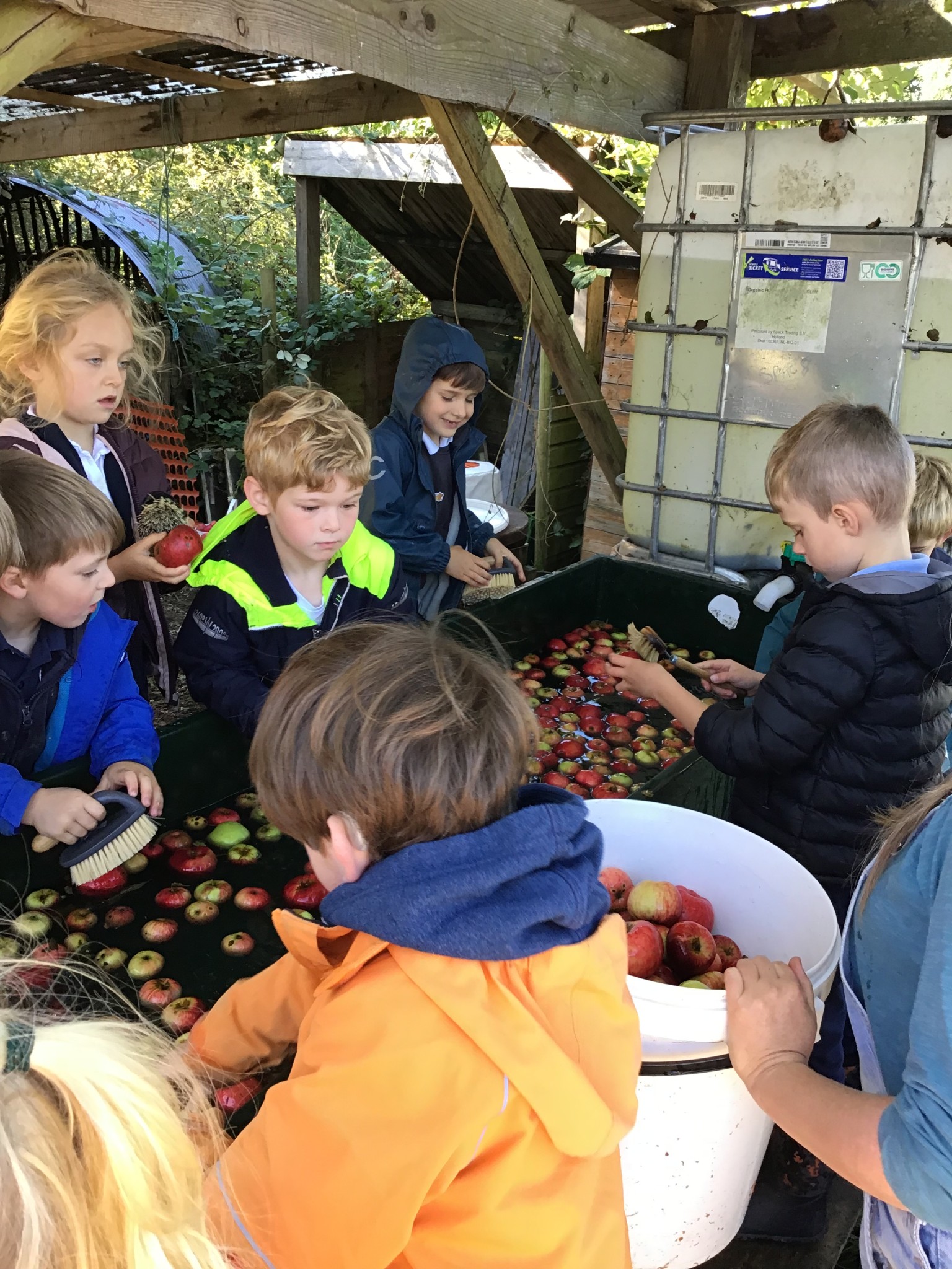 apple picking 2025