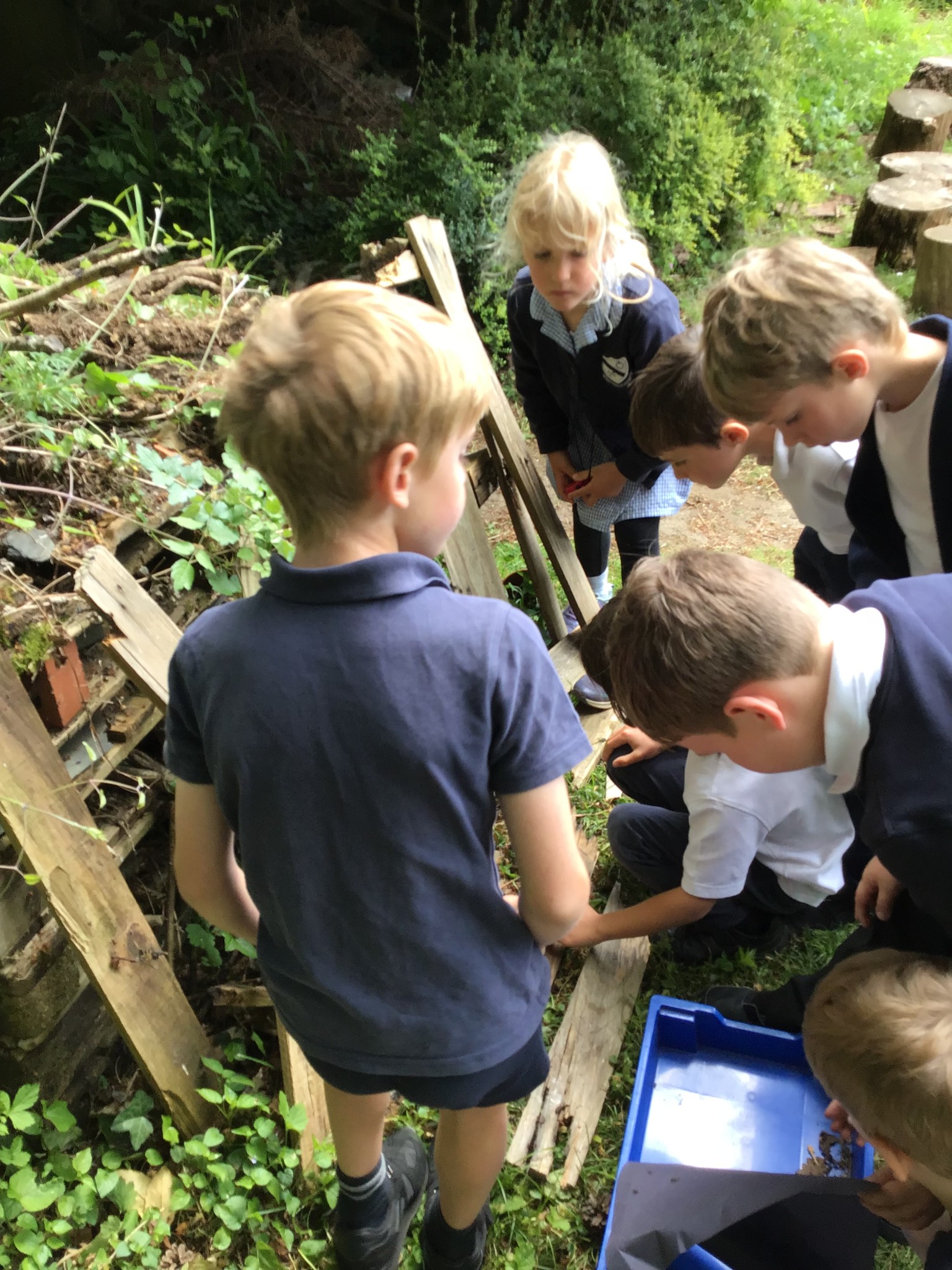 Woodlice 