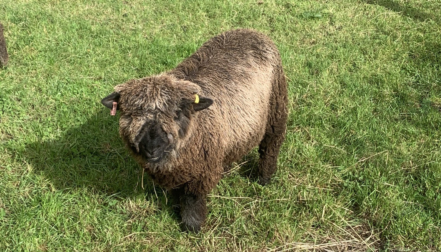 sheep 