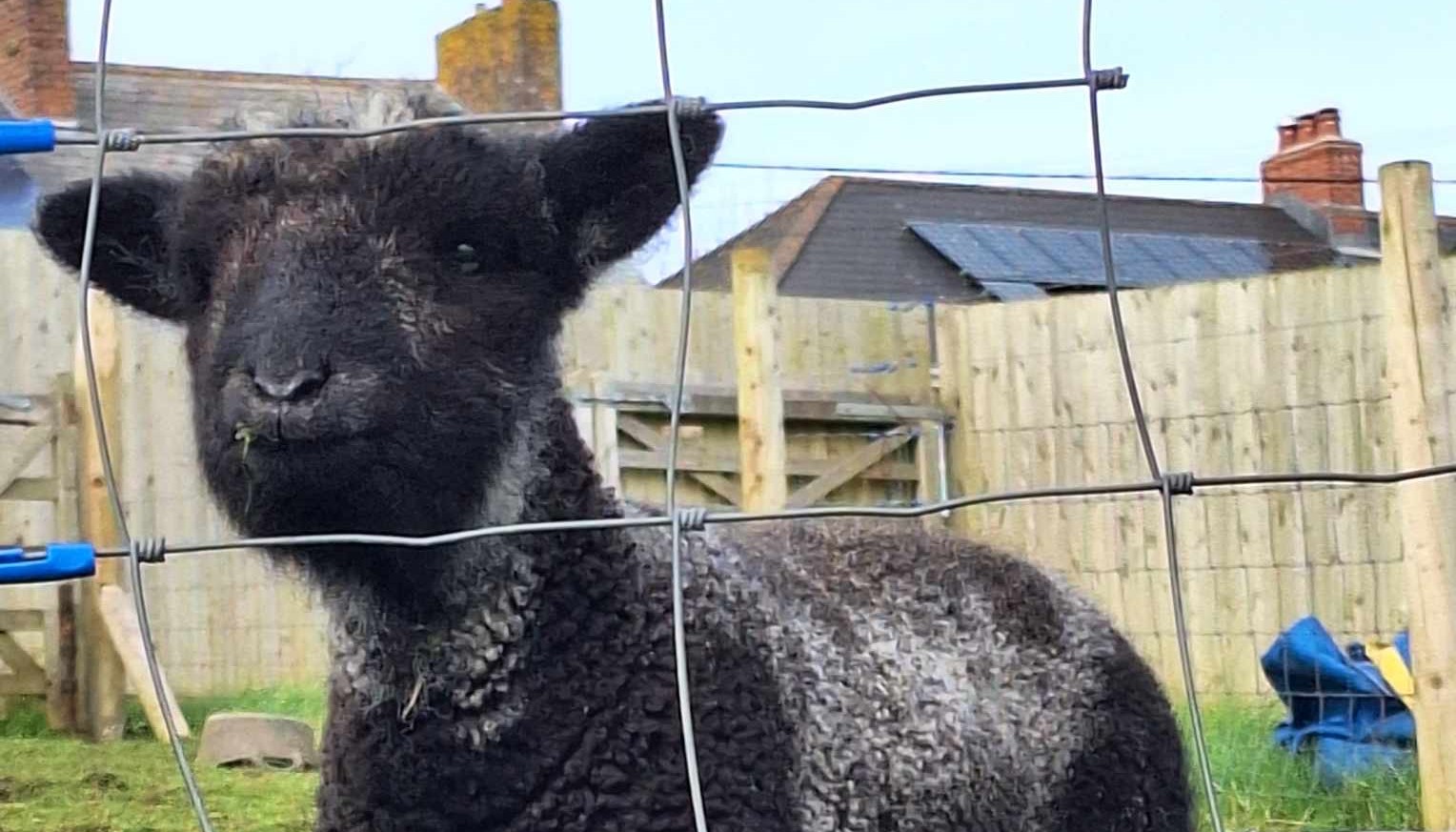 black lamb