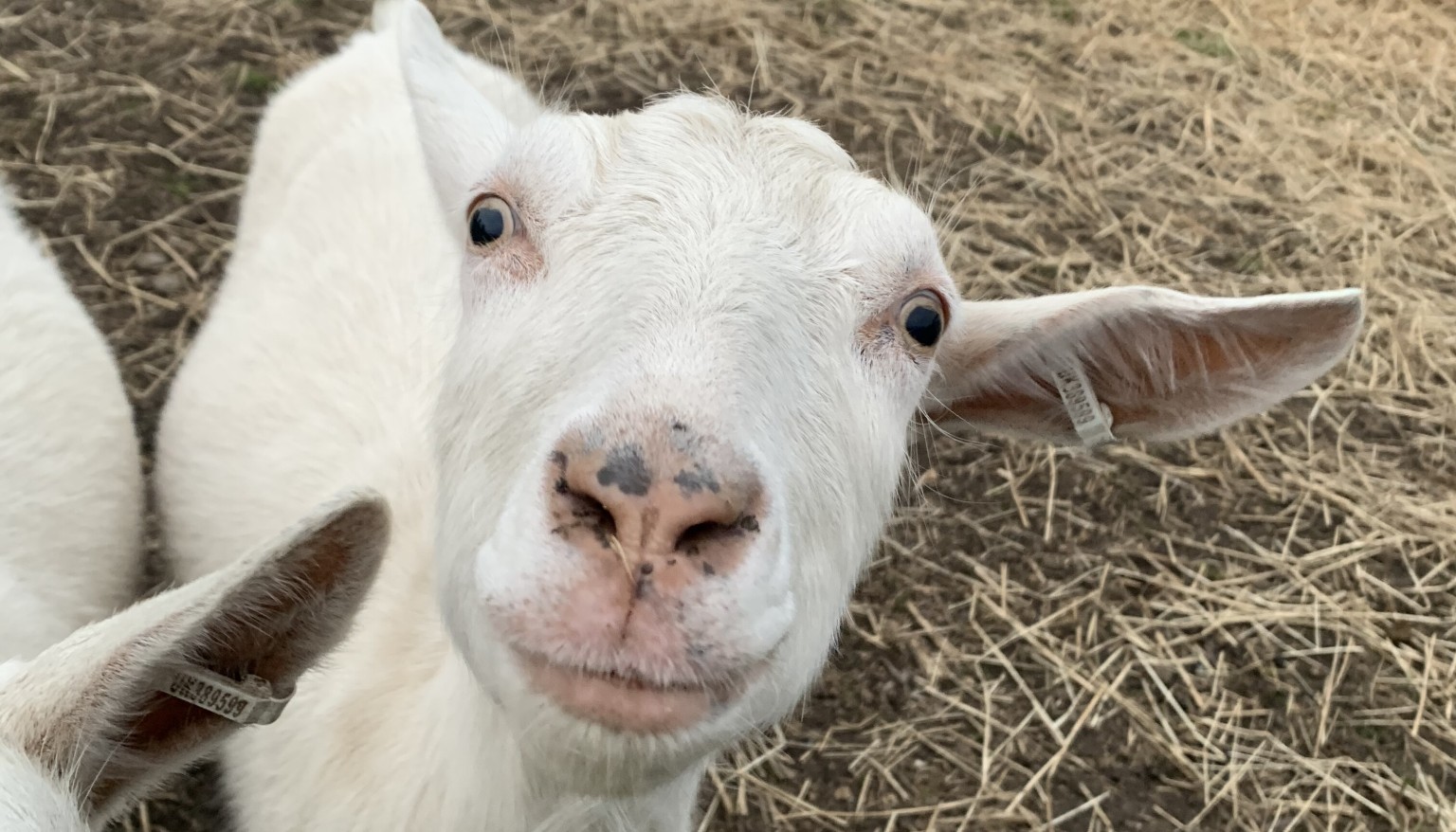 white goat