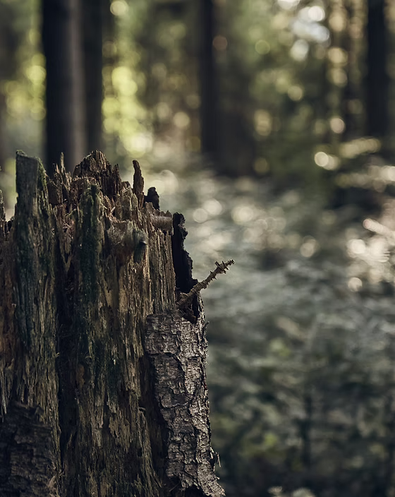 STOP Domestic Violence