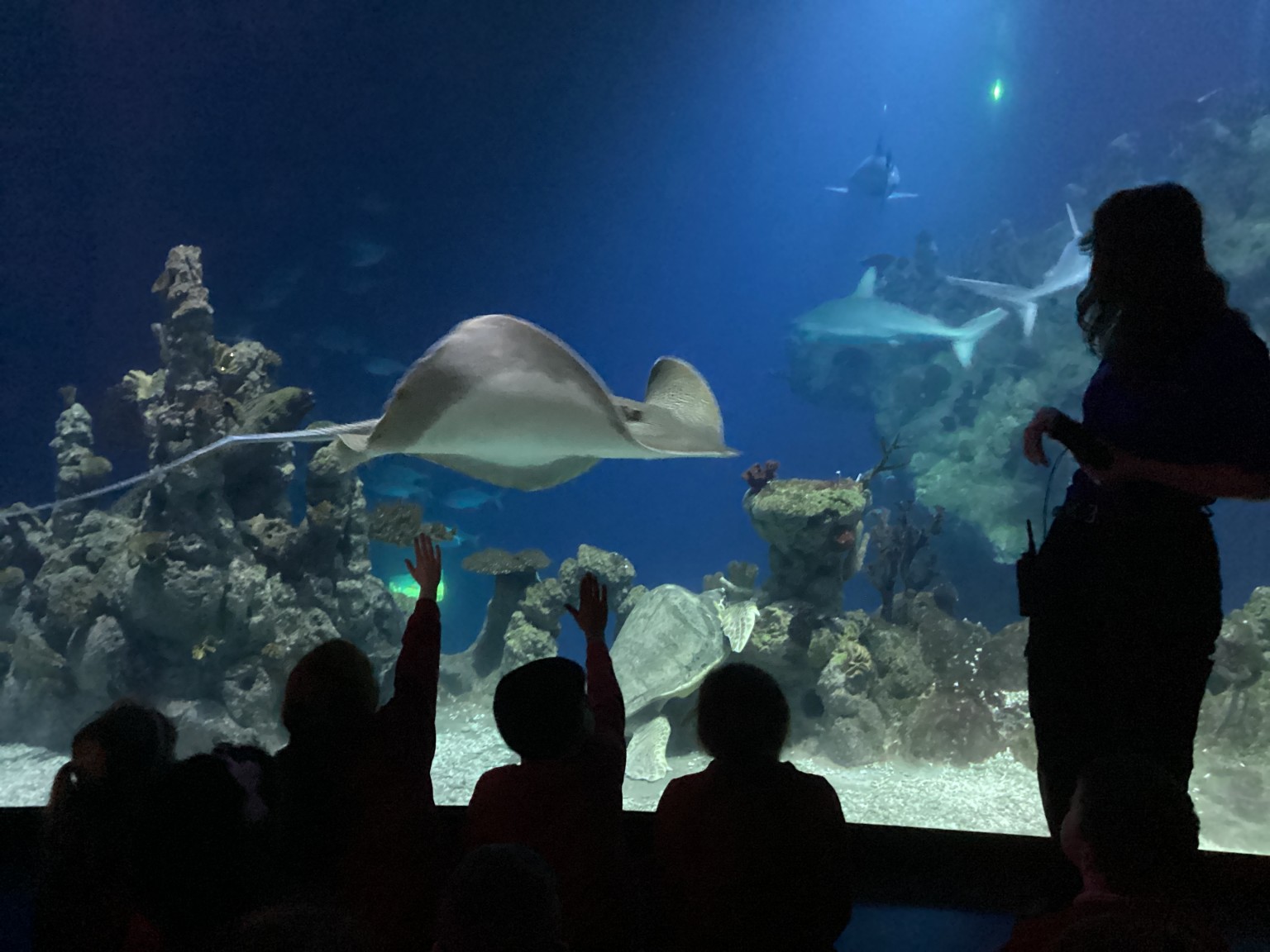 Wow! Some of the tanks and creatures were huge!