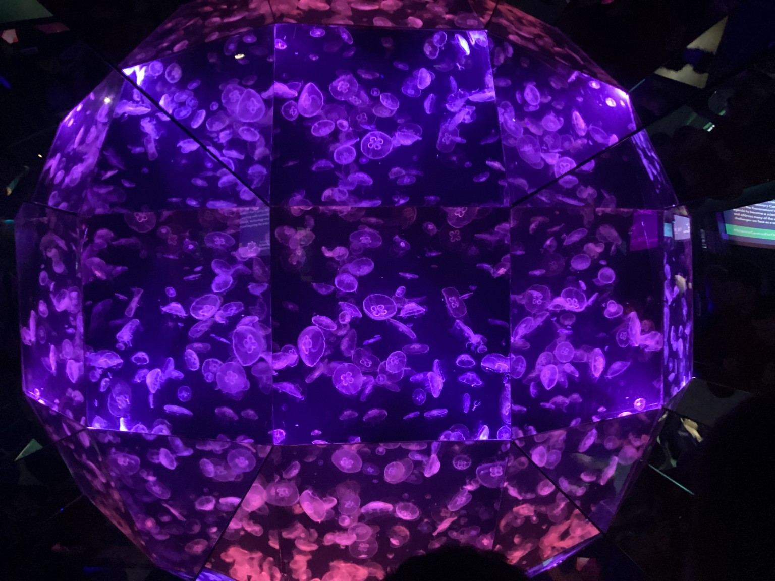 Beautiful jellyfish.