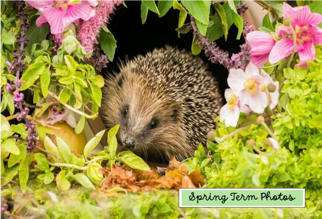 Spring photos