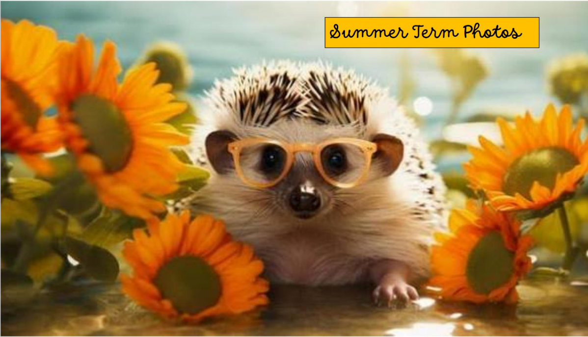 Summer pictures